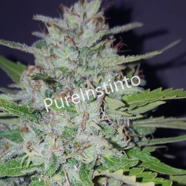 Shotgun Auto semilla > Pure Instinto | Semillas de marihuana autoflorecientes  |  Híbrido